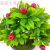 Artificial/Fake Flower Bonsai Plastic Basin Green Plant Various Fruits Daily Furnishings Ornaments