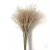  Cream Pampas Grass Fluffy Room Phragmites Decoration Natural Bunny Tail Grass Dried Flowers Bouquet Boho Home Decor