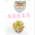 Artificial/Fake Flower Bonsai Ceramic Basin Mini Cartoon Owl Variety of Succulent Furnishings Ornaments