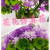 Artificial/Fake Flower Bonsai Peach Heart Three-Layer Clip Flower Daily Decoration Ornaments