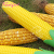 Corn umbrella/realistis corn umbrella/A series of vegetable fruit umbrella