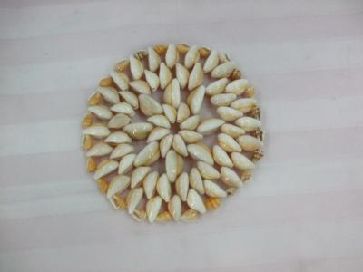 Shell table mat