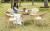 Leisure rattan furniture PE rattan garden furniture rattan restaurant/café/dining table