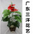 18 Anthurium simulation plant tree household engineering