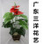 18 Anthurium simulation plant tree household engineering