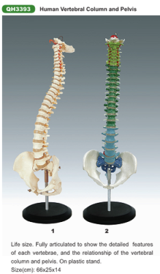 Teaching human vertebra pelvis