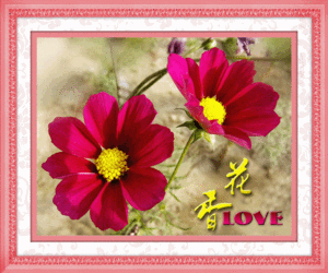 5D0037 romantic flower (5D cross stitch)