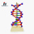 DNA Double Helix model is factory direct sales