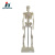 Human skeleton body model medical teaching skeleton model skeleton skeleton specimen.