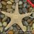 Resin Starfish Ocean Series Emulates the Pentagonal Starfish Mediterranean Style Ma2102A-D