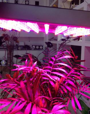  plant flowers and vegetables fill light/lamp 55W grow light   