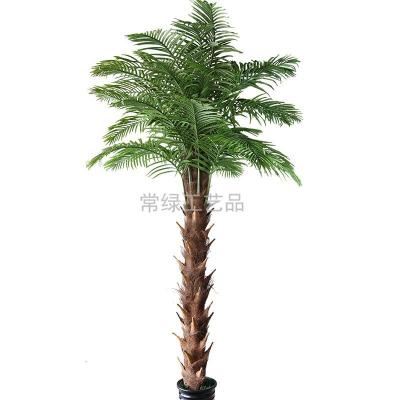 Simulation of plant palm palm palm tree