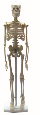 Mini Skeleton