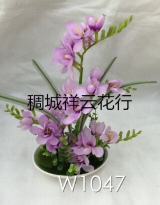 W1047 gentleman orchid