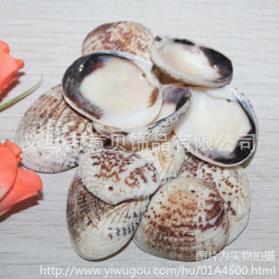 [YiBei Coral] Natural shell Qian Luobei single hole shell wholesale