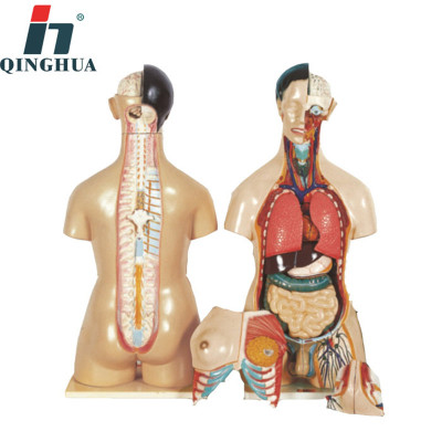 The body model of the human body is 85CM.