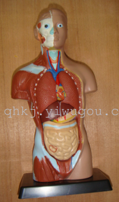 Human body model of human body