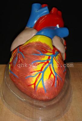 5 - fold cardiac anatomy teaching model