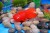 Soft glue small goldfish model Soft glue simulation fish children 's toy ocean small goldfish