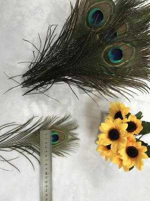 The sun feather factory direct 25-30CM select peacock hair big eyes