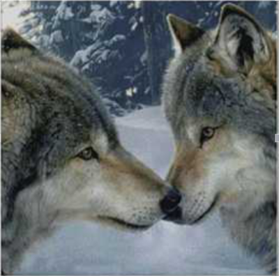 A Wolf's kiss is full of diamond paintings.