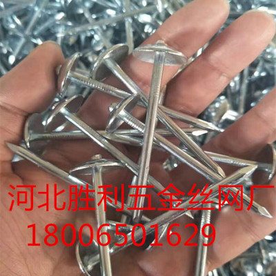 Roofing nail/ common nail/ polished nail/ concrete nail/shoe tack