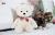 A stuffed bear, teddy bear,doll,brithday present