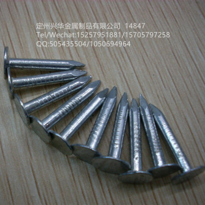 Iron nail, Galvanized felt nail, large head nail, flat head nail