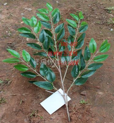 Eucalyptus Leaf Eucalyptus Leaf Eucalyptus Eucalyptus Leaf Eucalyptus Leaf Eucalyptus Leaf