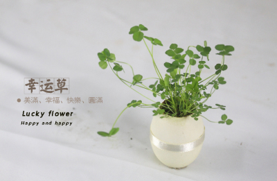 Small flowers Nonghua eggs will flowering eggs DIY birthday gift office home green plant potted plants