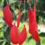 Creative New Indian Dream Catcher Ornaments Red Feather Big Scoop Dream Catcher Factory Direct Supply