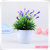 Mini tulip miniascape manufacturers direct popular plant pot