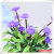 Juanjuan flower factory miniascape simulation flower miniature potted simulation flower decoration flower