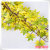 Autumn leaf simulation of popular leaves simulation of flowers leaves branches of flowers