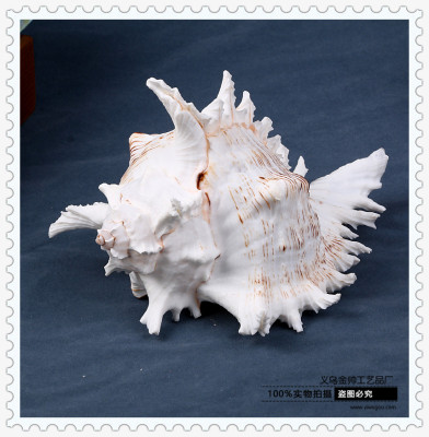 Natural large shell and conch crafts wholesale specimens