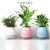 Musical Flower Pot Smart Bluetooth Audio Colorful Light Real Plant Can Play Piano Green Plant Pot Mini Subwoofer Sound Box