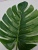 Simulated plant does with soft feeling medium size turtle leaf