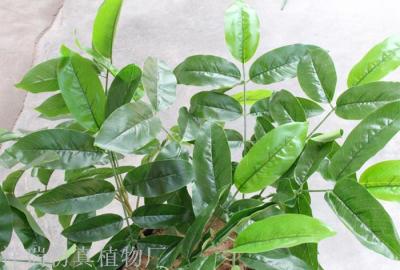 Simulation Plant Leaf Leaves Walnut Leaves Geely Leaves Leaves Single Branch Shooting Background Wholesale