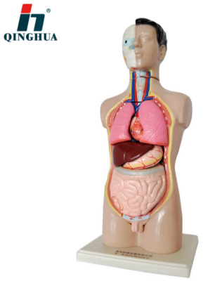 The human body model medical hospital teaching model body model.