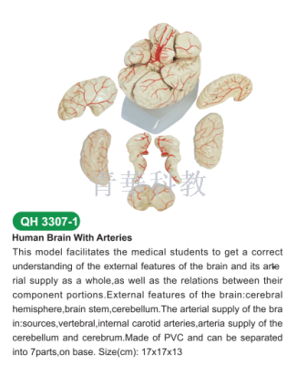 Human body model of human organ model of cerebral artery model.