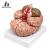 Human body model of human organ model of cerebral artery model.