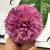 Artificial flower ball chrysanthemum head fake flower silk flower.