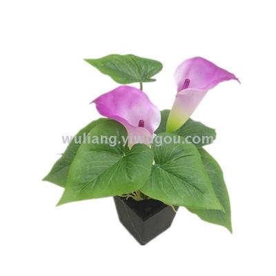 Horseshoe lotus small bonsai green plant.