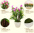 Simulated plant potted landscape potted office desktop decoration craft gift wholesale 9 yuan store supply.
