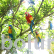 Imitation parrot resin pendant