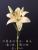 LAN jin (flower know flower industry) huaiman series lilies