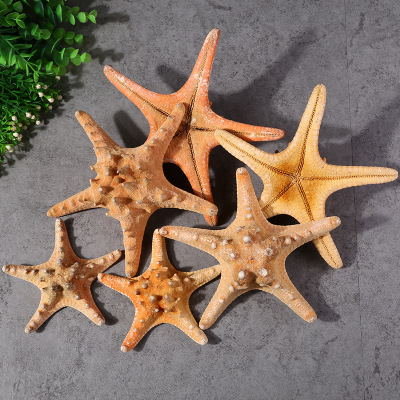 Natural Shell Full Head Starfish Ornament Decoration Crafts Accessories Aquarium Fish Tank Landscape Home Mediterranean