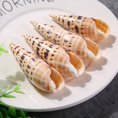 Manufacturers direct Marine natural shellfish shellfish shellfish decoration fish tank aquarium furnishing wholesale