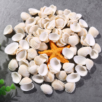 Manufacturers direct natural sea snow shell white shell crafts raw materials aquarium, aquarium accessories by jin wholesale