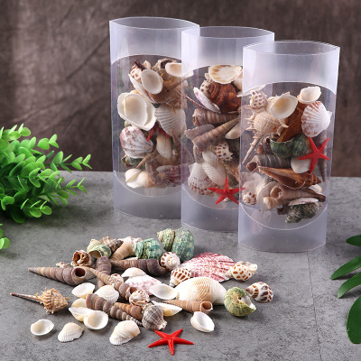 Natural Shell Conch Science Education Intelligence Toy Decoration Crafts Ornament Accessories Children Little Kids Gift Landscaping